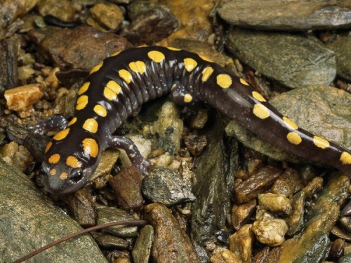 spotted-salamander_721_600x450