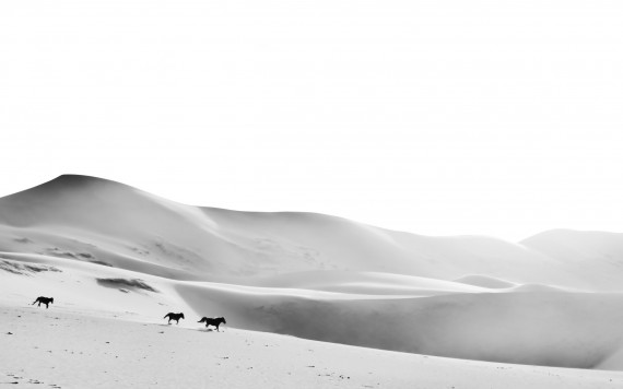 Horses on sand dunes by Matthias Siewert